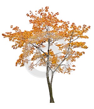 Bright isolated orange maple tree