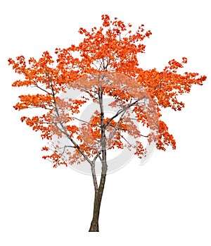 Bright isolated red maple tree