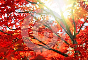 Bright Japanese maple or Acer palmatum leaves and sunlight