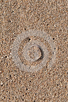 Bright Jellyfish in the beach