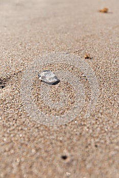 Bright Jellyfish in the beach