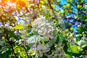 Bright, juicy blooming flowers of an Hawthorn busch on a branch. Beautiful floral image of spring nature. Spring concept.