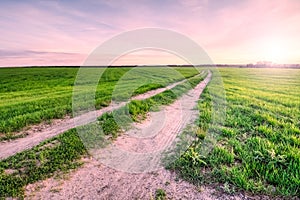 Bright juicy green grass in a field with a road