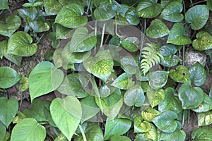 Bright juicy green leaves of plants growing