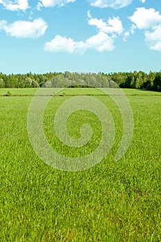 Bright landscape with an endless green field, blue sky, white clouds. Selective focus, blur.. Summer or spring background