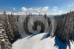 Bright landscape with tall evergreen pine trees covered with fresh fallen snow in winter mountain forest on cold bright day