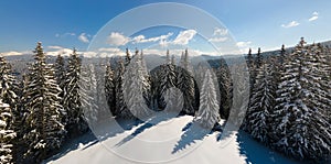 Bright landscape with tall evergreen pine trees covered with fresh fallen snow in winter mountain forest on cold bright day