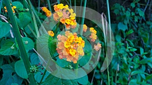 Bright lantana flowers