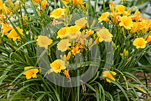 A bright, large cluster of yellow liles photo