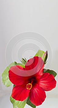 Bright large flower of red hibiscus on white background