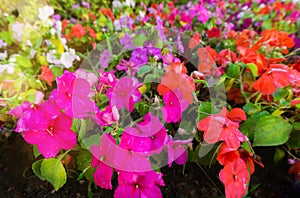 Bright lawn of African impatiens seeds, Colorful Garden Balsam Flo photo