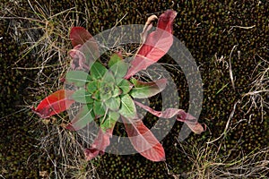 The bright leaves in a `basal rosette` of common evening-primrose (Oenothera biennis), top view, close up