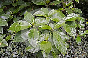 Bright leaves at `Bosque da Freguesia`, Freguesia Forest Public Park