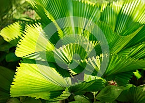 Bright leaves of Licuala grandis or the Ruffled Fan Palm