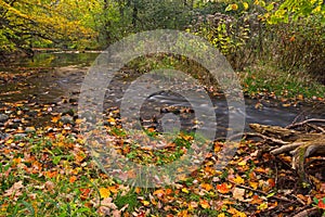 Bright Leaves & Running Water, Trout Creek, Ontario, Canada