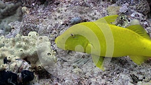 Bright lemon yellow fish in corals underwater Red sea.