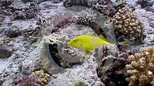 Bright lemon yellow fish in corals underwater Red sea.