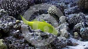 Bright lemon yellow fish in corals underwater Red sea.