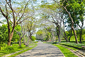 Bright light and beauty, fresh green, big tree in park, Bangkok, Thailand