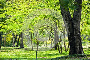 Bright light and beauty, fresh green, big tree in park, Bangkok, Thailand