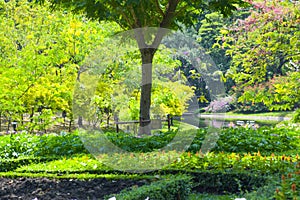 Bright light and beauty, fresh green, big tree in park, Bangkok, Thailand