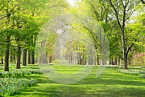 A pathway between two lines of trees in the spring at Cantigny Park in Wheaton, Illinois. photo