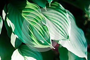 Bright light on leaves hosta undulata