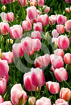 Bright light pink and white tulips close-up at Goztepe Park during the Tulip Festival in Istanbul, Turkiye