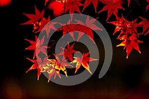 Red maple tree leaves in back light