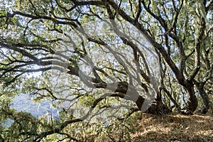 Bright light shining through a forest of Coastal live oak (Quercus agrifolia), lace lichen (Ramalina menziesii) hanging from the