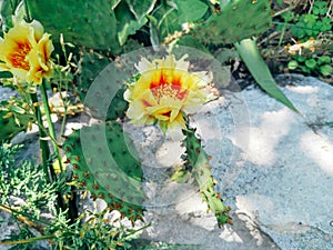 Bright light yellow blooming cactus green leaves. Rear blossom of tropical plant with thorns in home garden.