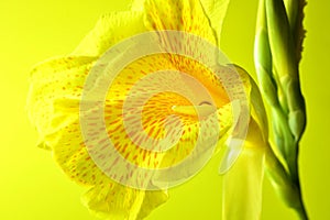 Bright light on a Yellow Iris Flower