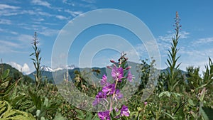 A bright lilac field flower grows in a meadow