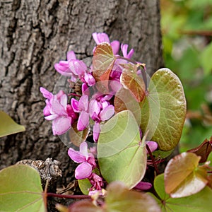 Bright lilac flowers and green leaves on the tree trunk close up.