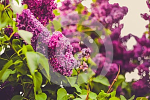 Bright Lilac flowers in springtime