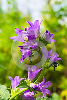 Bright lilac inflorescence of clustered bellflower or Campanula glomerata under sunlight on blurred background.