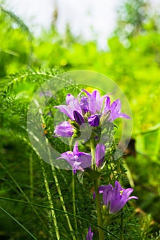 Bright lilac inflorescence of clustered bellflower or Campanula glomerata under sunlight on blurred background.