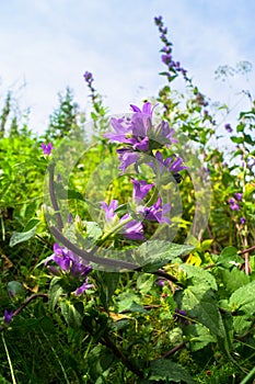 Bright lilac inflorescence of clustered bellflower or Campanula glomerata under sunlight on blurred background.