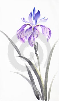 Bright lilac iris