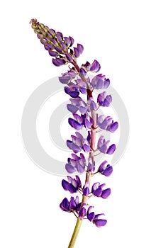 Bright lilac lupine flower branch photo