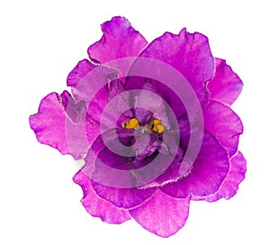 Bright lilac single isolated violet flower