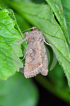 The bright-line brown-eye (Lacanobia oleracea). Insect on a damaged tomato.