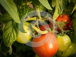 bright-line brown-eye (Lacanobia oleracea) on tomato