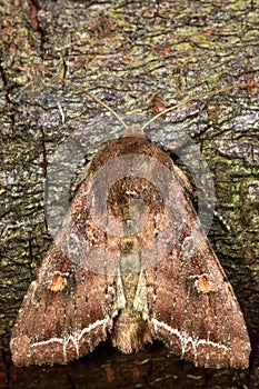 Bright-line brown-eye moth (Lacanobia oleracea) photo