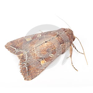 Bright-Line Brown-Eye Moth (Night Fly) photo