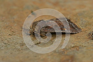 Bright-line brown-eye owlet moth (Lacanobia oleracea) on a brown surface in closeup photo