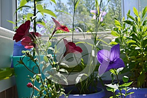 Bright little garden on balcony. Violet Platycodon grandiflorus and red petunia flowers, osteospermum and other plants