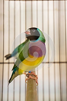 Bright little gouldian finch bird in a cage