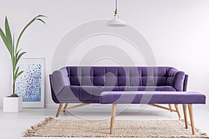 Bright living room interior with fresh plant, poster and carpet on the floor and purple couch and bench in real photo with empty w