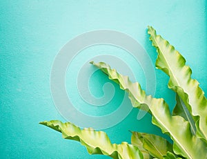 Bright long green leaves mockup against green wall bright background. Interior design, botany